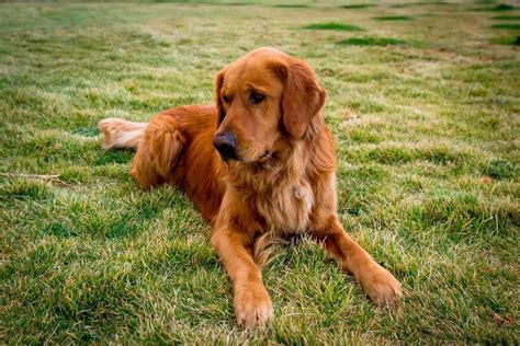 Red Golden Retriever Puppies : The Perfect House Pet! - Pets Nurturing