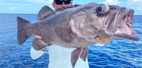 Fish Rules - Grouper, Wreckfish in FL Atlantic State Waters