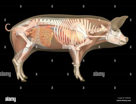 Pig anatomy skeleton bones hi-res stock photography and images - Alamy