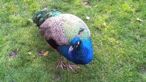 Peacocks At Holland Park - YouTube