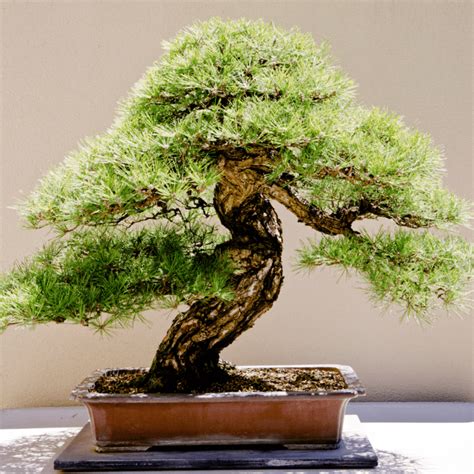 Dwarf Mugo Pine Bonsai | Pinus Mugus 'Mops’ Guide