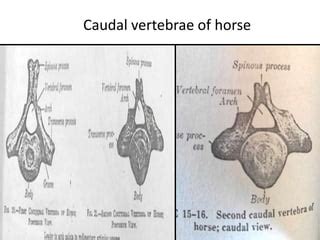 Tail docking in equines