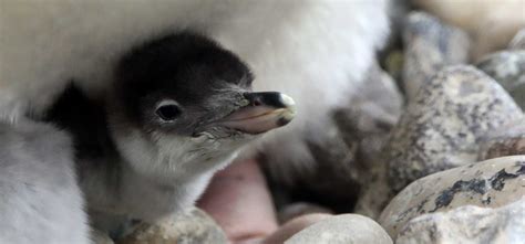 Gentoo Penguin Chicks Hatching at Edinburgh Zoo