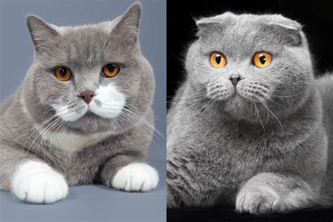 British Shorthair vs American Shorthair - Cat-World