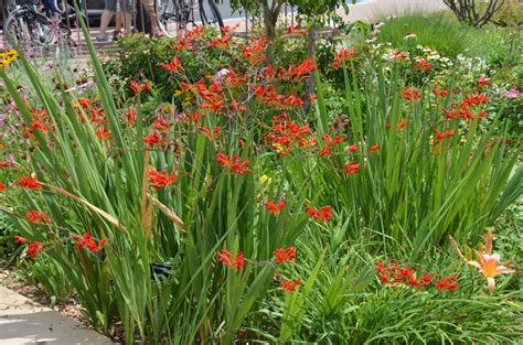 Grow Crocosmias In Your Summer Garden | What Grows There :: Hugh Conlon ...