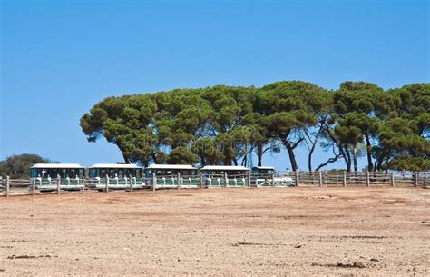 Tourists at the Safari Park. Brijuni. Croatia Editorial Photo - Image of national, brijun: 29701151