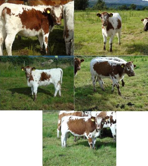 Stock for Sale | Cattle, Animals, Highland cow