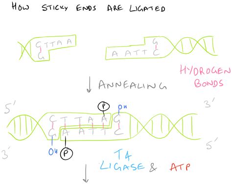 Ligate Sticky Ends via DNA Ligation - SciGine