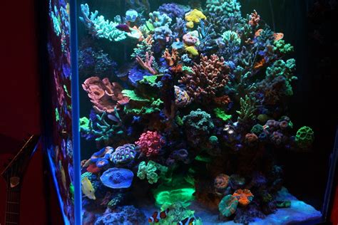 Aquarium LED Lighting Photos best Reef Aquarium LED lighting gallery ...