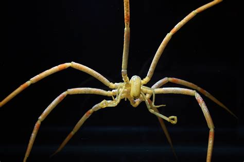 How Giant Sea Spiders May Survive in Warming Oceans - The New York Times