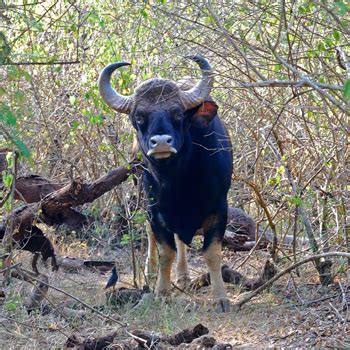 Mudumalai Wildlife Sanctuary: South India's Premier Tiger Reserve