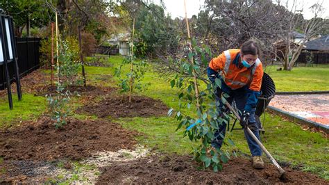 Tree planting program - Victoria’s Big Build