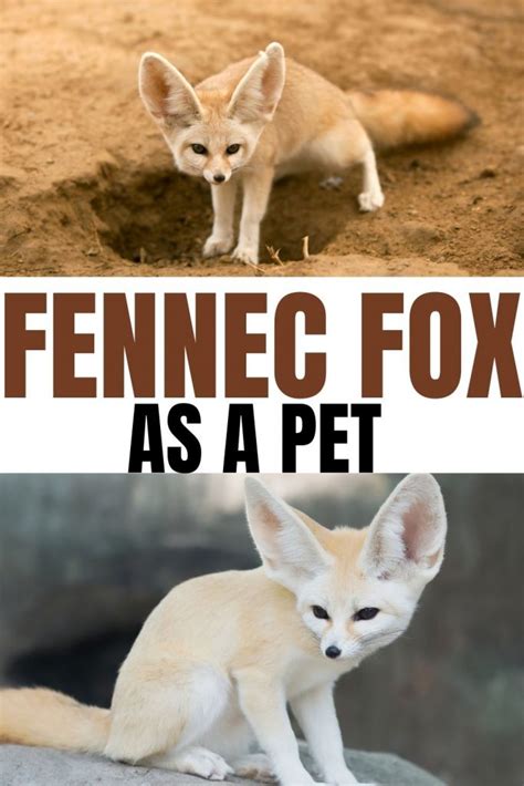 Caring For your Fennec fox made easy - Miles with Pets