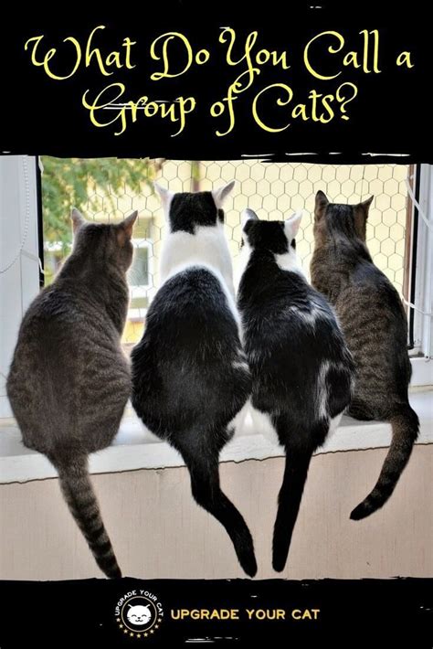 What Do You Call a Group of Cats? | Group of cats, Cats, Cat behavior