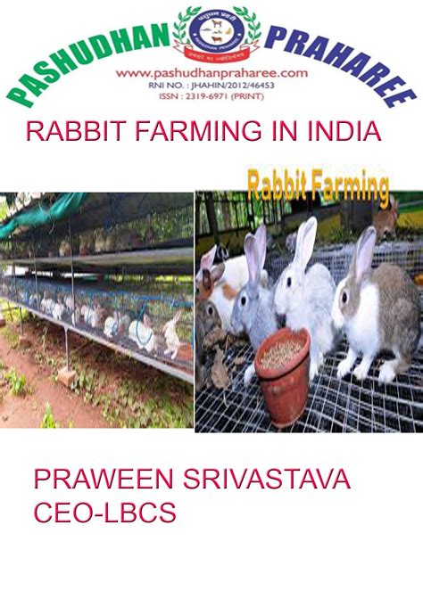 Production and Management Practices for Profitable Commercial Rabbit Farming in India ...