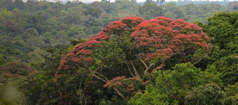 Amazon Rainforest - Nature and Culture International