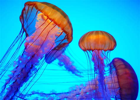 Jellyfish Wallpapers (69+ images)