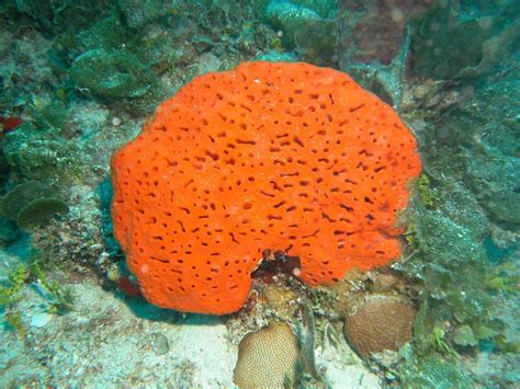 orange fan sponge | Sea and ocean, Ocean creatures, Orange