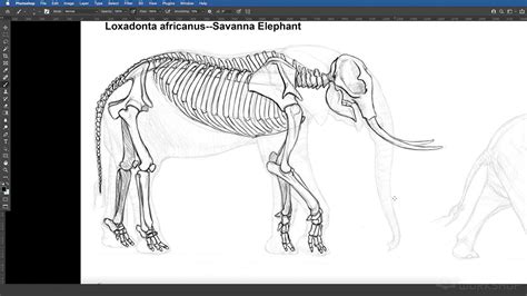 Elephant Anatomy Vol. 1: Drawing Skeletons & Musculature | The Gnomon Workshop