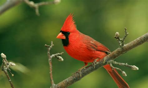 Red Cardinal Symbolism: Spiritual Meanings + Why You See Them