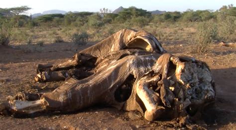 Video: Shocking evidence emerges of Japan’s dirty ivory trade - Africa ...