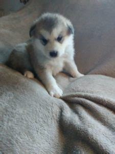 Alaskan Shepherd | Information, Temperament, Puppies, Pictures