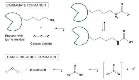 Carbamate synthesis in reaction between CO 2 and lysine side chains on ...