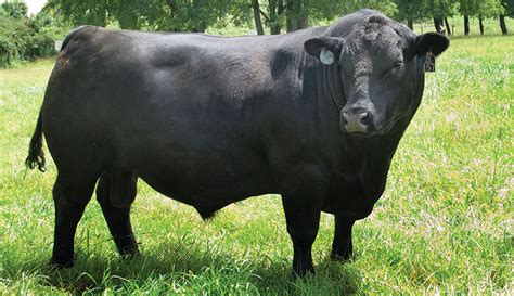 How to Choose the Right Bull for Your Herd - Hobby Farms