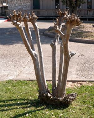 Pruning Crapemyrtle - Gardening Solutions - University of Florida, Institute of Food and ...