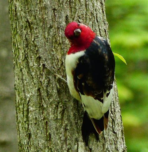 Into the Woods and Elsewhere: Red-headed Woodpecker