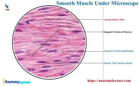 Smooth Muscle Under Microscope with Labeled Diagram » AnatomyLearner ...