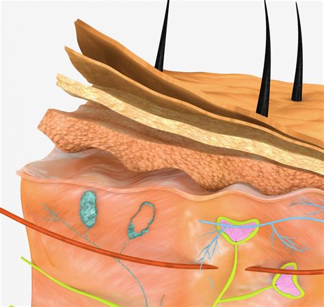 How the Dermis Impacts Overall Health - Facty Health