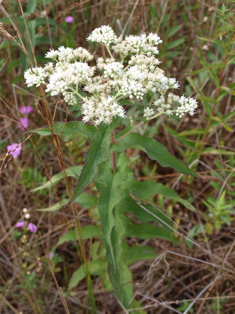 Boneset facts and health benefits