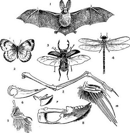 Homoplasy - Definition and Examples | Biology Dictionary