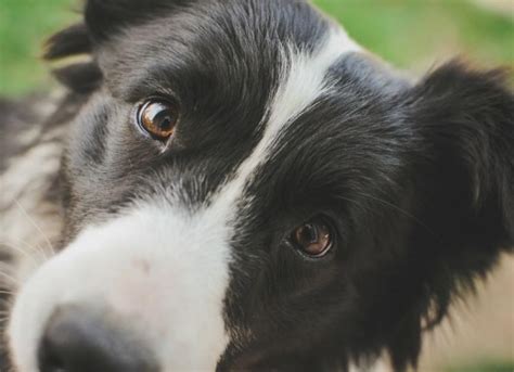 Dog Collie Eye Disorder - Collie Dog Eye Disorder Treatment | PetMD