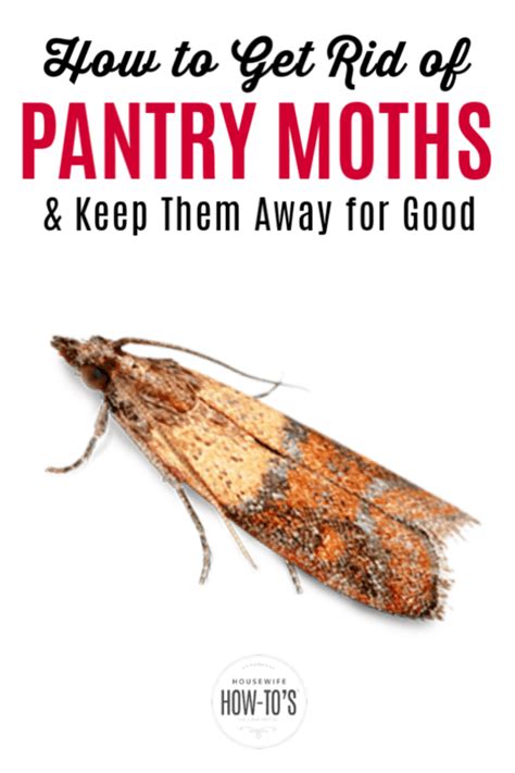 How To Get Rid Of Pantry Moths In Bedroom - Bedroom Poster