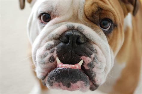 Bulldog Dog Breed » Information, Pictures, & More