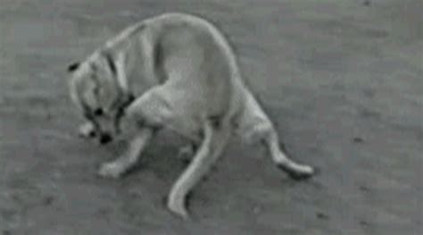 Running Dog Gif