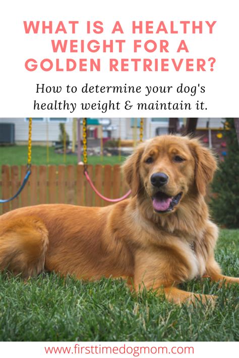 Golden Retriever Healthy Weight | Golden retriever, Golden retriever ...