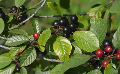 How Do I Get Rid of Invasive Buckthorn? | Sierra Club