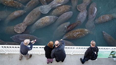 Florida raises estimate for the state's manatee population