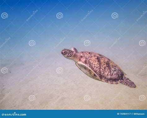 Green sea turtle stock image. Image of beautiful, reptile - 76984117