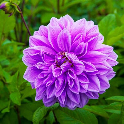 Breck's Lilac Time Dahlia Bulbs (5-Pack)-01337 - The Home Depot