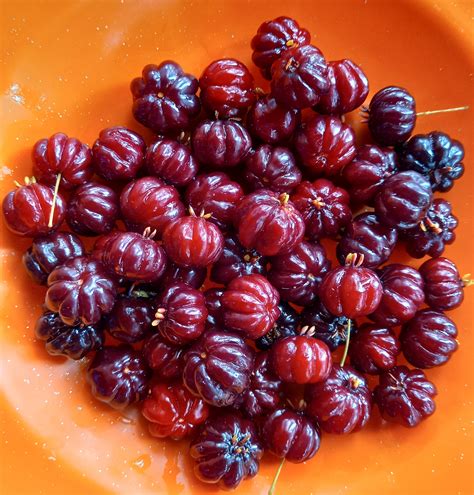 Family farm owners share tips on growing Surinam cherries – Agriculture ...