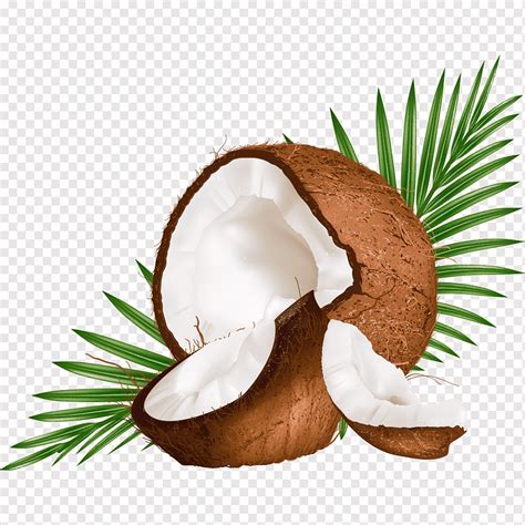 Coconut illustration, Coconut milk Coconut water Euclidean, Coconut ...