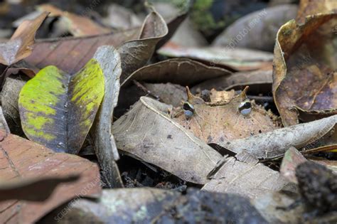 Amazonian horned frog camouflaged amongst leaves - Stock Image - C059 ...