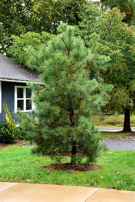 Pitch Pine (Pinus rigida) in Boston Hopkinton Chelmsford Hingham Middleborough Massachusetts MA ...