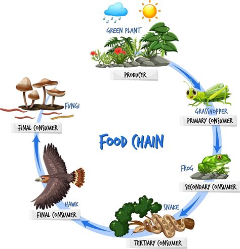 Food chain diagram concept 2882712 Vector Art at Vecteezy