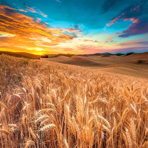 Wheat Meadow Harvest iPad Air Wallpapers Free Download