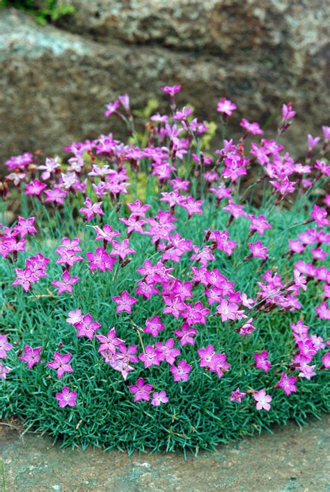 drought resistant ground cover plants - Benito Winn